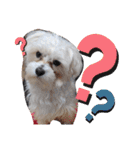 双子犬の夢とまめ2（個別スタンプ：6）