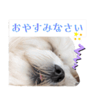 双子犬の夢とまめ2（個別スタンプ：7）