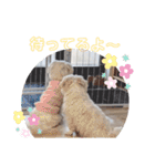 双子犬の夢とまめ2（個別スタンプ：8）