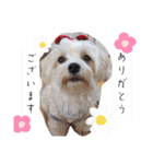 双子犬の夢とまめ2（個別スタンプ：9）