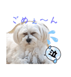 双子犬の夢とまめ2（個別スタンプ：10）