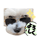 双子犬の夢とまめ2（個別スタンプ：11）