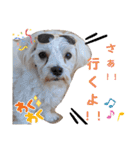 双子犬の夢とまめ2（個別スタンプ：12）