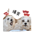 双子犬の夢とまめ2（個別スタンプ：13）