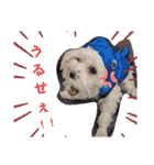双子犬の夢とまめ2（個別スタンプ：15）