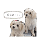 双子犬の夢とまめ2（個別スタンプ：16）