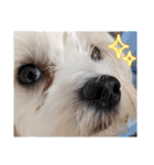 双子犬の夢とまめ2（個別スタンプ：17）