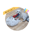 双子犬の夢とまめ2（個別スタンプ：18）