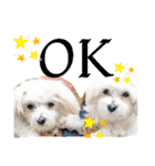 双子犬の夢とまめ2（個別スタンプ：19）