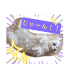 双子犬の夢とまめ2（個別スタンプ：20）