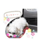 双子犬の夢とまめ2（個別スタンプ：21）