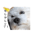 双子犬の夢とまめ2（個別スタンプ：22）