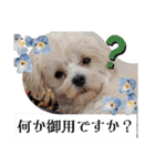 双子犬の夢とまめ2（個別スタンプ：24）
