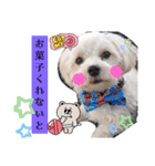双子犬の夢とまめ2（個別スタンプ：26）