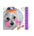 双子犬の夢とまめ2（個別スタンプ：27）