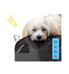 双子犬の夢とまめ2（個別スタンプ：28）