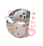 双子犬の夢とまめ2（個別スタンプ：29）