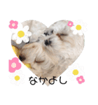 双子犬の夢とまめ2（個別スタンプ：30）