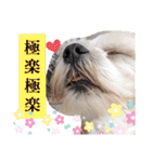 双子犬の夢とまめ2（個別スタンプ：31）