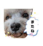 双子犬の夢とまめ2（個別スタンプ：32）