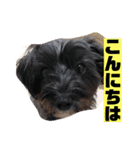 アンちゃんファミリー・お仕事編（個別スタンプ：2）