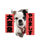 アンちゃんファミリー・お仕事編（個別スタンプ：7）