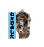 アンちゃんファミリー・お仕事編（個別スタンプ：10）