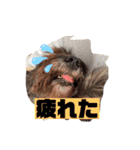 アンちゃんファミリー・お仕事編（個別スタンプ：12）