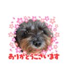 アンちゃんファミリー・お仕事編（個別スタンプ：14）