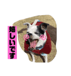 アンちゃんファミリー・お仕事編（個別スタンプ：15）