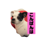 アンちゃんファミリー・お仕事編（個別スタンプ：18）