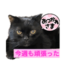 黒猫 ルナ院長79にゃんめ（個別スタンプ：1）