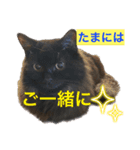 黒猫 ルナ院長79にゃんめ（個別スタンプ：5）