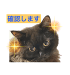 黒猫 ルナ院長79にゃんめ（個別スタンプ：6）