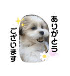 南海家のアイドル福くん（個別スタンプ：1）