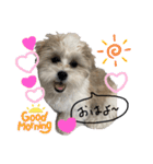 南海家のアイドル福くん（個別スタンプ：9）