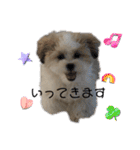 南海家のアイドル福くん（個別スタンプ：10）