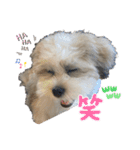 南海家のアイドル福くん（個別スタンプ：12）