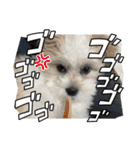 南海家のアイドル福くん（個別スタンプ：13）