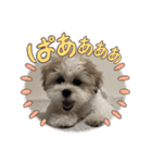 南海家のアイドル福くん（個別スタンプ：14）