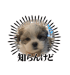 南海家のアイドル福くん（個別スタンプ：15）