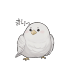 AI インコ（個別スタンプ：4）