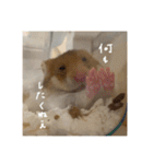 喋る てんぷら（個別スタンプ：1）