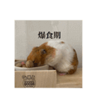 喋る てんぷら（個別スタンプ：3）