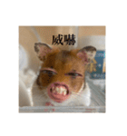 喋る てんぷら（個別スタンプ：4）