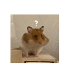 喋る てんぷら（個別スタンプ：5）
