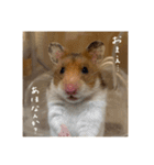 喋る てんぷら（個別スタンプ：11）