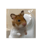 喋る てんぷら（個別スタンプ：17）