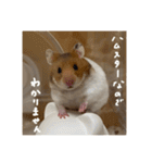 喋る てんぷら（個別スタンプ：18）