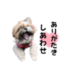 うちの鼻黒わんこのお友達5（個別スタンプ：1）